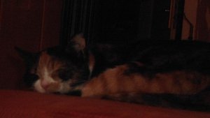 rubysleep2.JPG rubysleep2.JPG