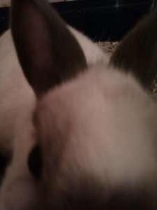 IMAG0191.jpg IMAG0191.jpg