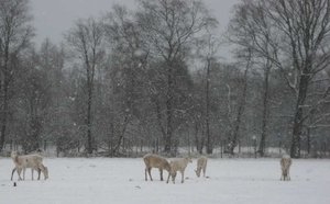 Hirschkuehe_Schnee.jpg