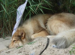 Rocky entspannt am Strand 2012.JPG