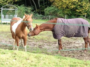 Mini und Paula Oktober 2010.jpg
