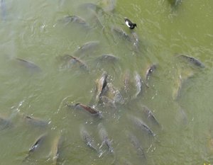 Hagenbeck_Mai_2010 361.jpg