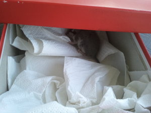 Siebenschläfer 3...jpg