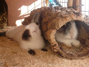 häsli2012 oktober 048.JPG