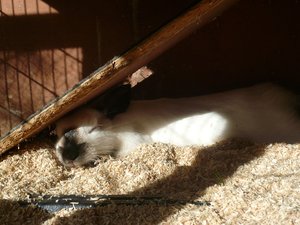 häsli2012 oktober 024.JPG