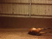 lala wälzt sich=).jpg