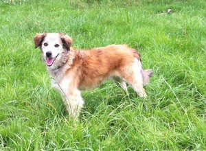 Sito-neu1 Grüne Wiese.JPG