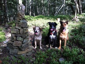 Sito-neu3 Orgelpfeifen.JPG