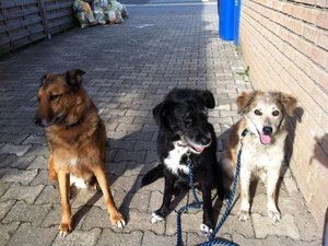 Sito-neu6 Trio infernale.JPG