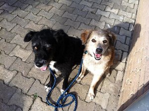 Sito-neu7 Guck ich nicht süß.JPG