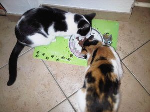 klausi + shakira kein.jpg