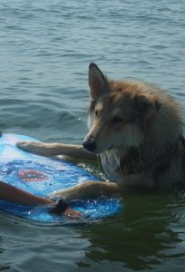 Rocky suft mit Superbrett.JPG