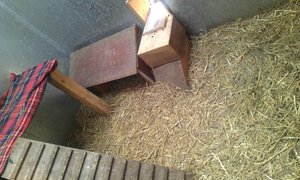 huette von voliere.jpg