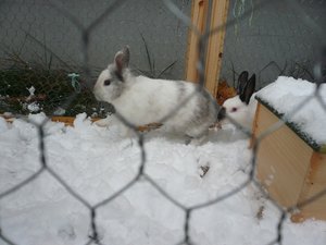 häsli winter 159.JPG