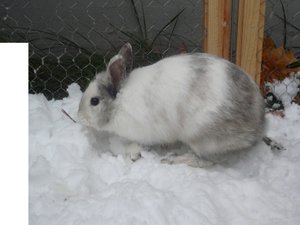 häsli winter 163.JPG