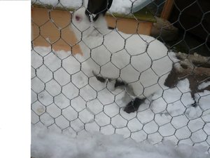 häsli winter 157.JPG