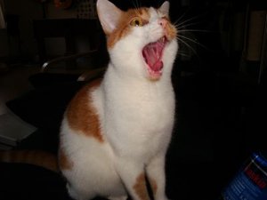 DSC06415.jpg DSC06415.jpg