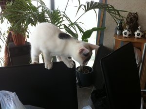 Pommes.jpg Pommes.jpg