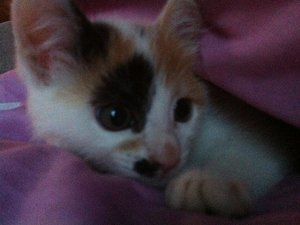 Pommes liegt.jpg Pommes liegt.jpg