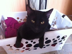 Kitty hängt rum.jpg Kitty hängt rum.jpg