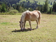 220px-Haflinger1.jpg 220px-Haflinger1.jpg