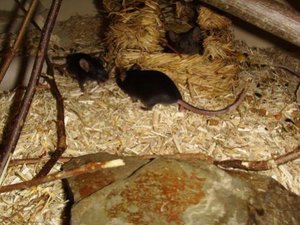 2 schwarze MÃ¤dels.jpg