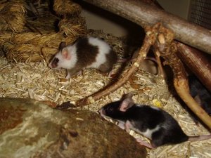 Milky und Muffin.JPG