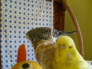 BilderJuli08 010.jpg