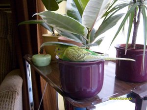 BilderJuli08 087.jpg