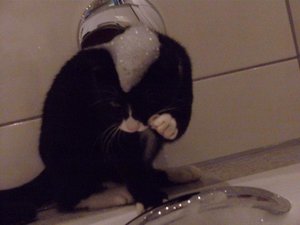 VÃ¶gel, ich & Mick 054.jpg