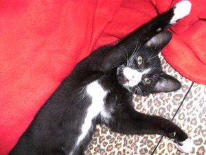 Wickrath -Pferdestammbuch- 067.jpg