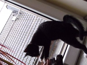 Wickrath -Pferdestammbuch- 225.jpg