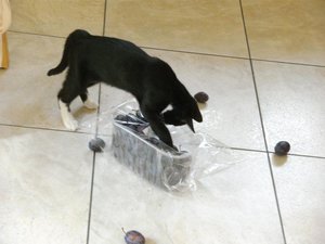 Mick - Pflaumen -Video 002.jpg