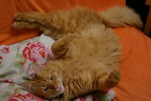 Ani2 2006.11.22_0727_jc.jpg