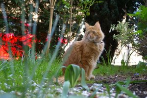 Ani3 2007.04.01_3462.jpg