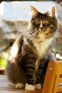 Milo1 2007.05.30_5061.jpg