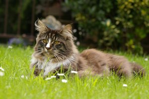 Milo2 2007.06.01_5108.jpg