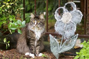 Milo3 2007.06.01_5088.jpg