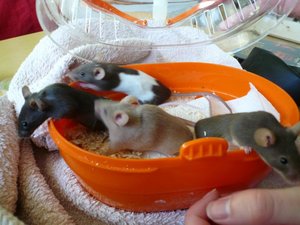 Gaia Maxi Lola Elli.jpg