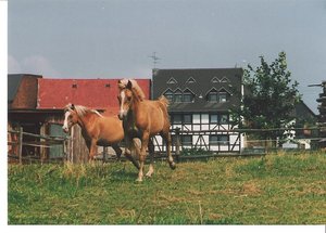 Anita und Fohlen 001.jpg