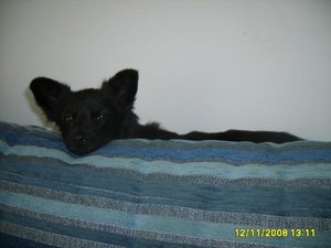 lupito und ambar 040.jpg