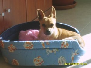 lupito und ambar 051.jpg