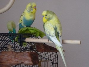 Bubi + Hansi 2.11.08.jpg