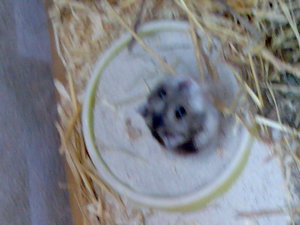 Handy Markus 114.jpg