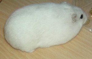 GrÃ¶ÃŸenÃ¤nderung PICT9475.JPG