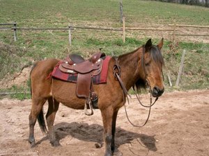 Burani genieÃŸt grad die Sonne.jpg