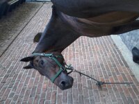 tiere 031.jpg tiere 031.jpg