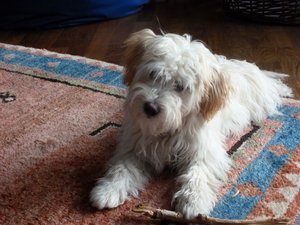 Lucy 5 Monate (800x600).jpg Lucy 5 Monate (800x600).jpg