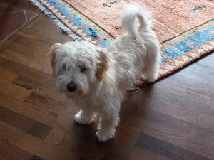 Lucy 5 Monate b (800x600).jpg Lucy 5 Monate b (800x600).jpg