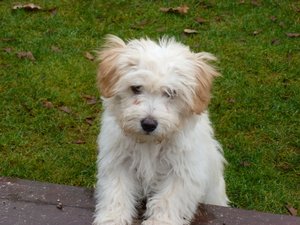 Lucy 16 Wochen (800x600).jpg Lucy 16 Wochen (800x600).jpg